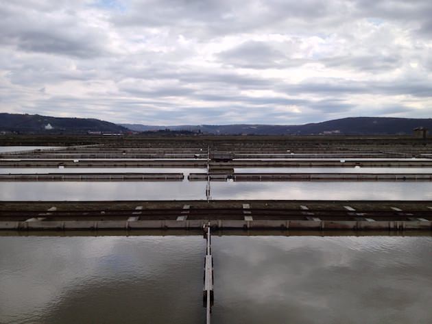 krajinski_park_secoveljske_soline005