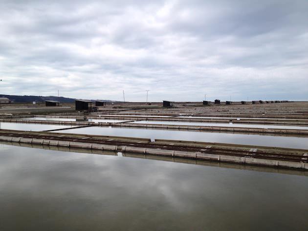 krajinski_park_secoveljske_soline006