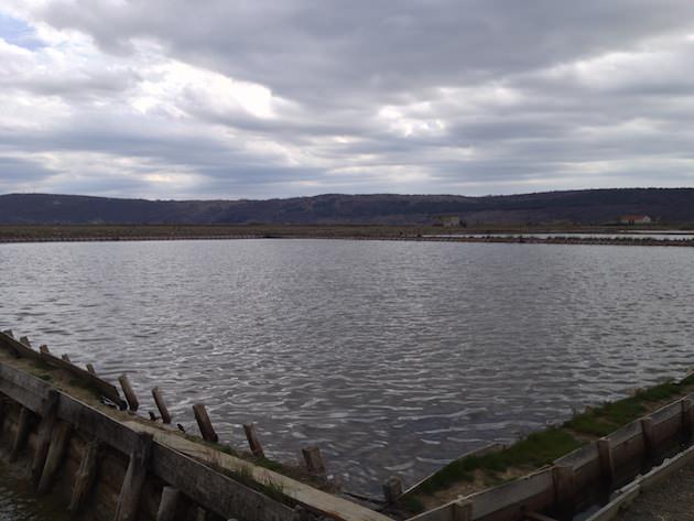 krajinski_park_secoveljske_soline007