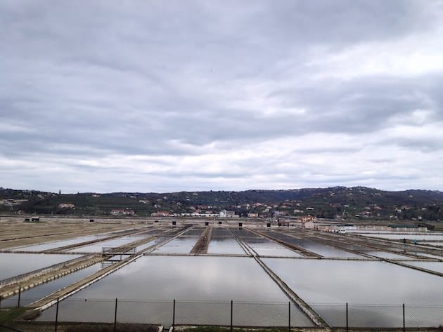 krajinski_park_secoveljske_soline009