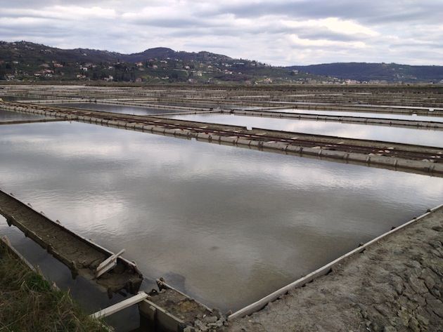 krajinski_park_secoveljske_soline018