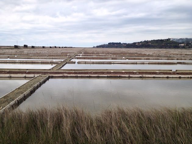 krajinski_park_secoveljske_soline021