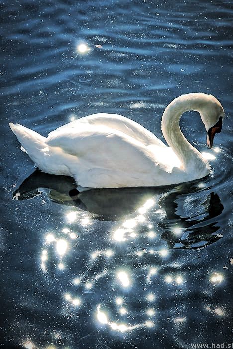 jezera_bohinjsko_blejsko_gradisko_zbiljsko_004