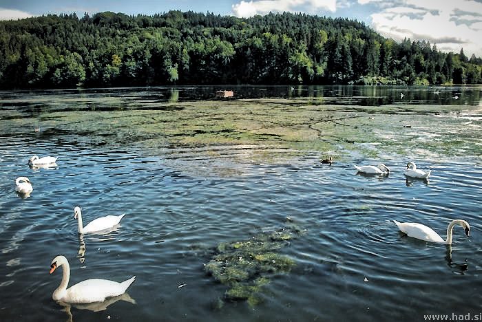 jezera_bohinjsko_blejsko_gradisko_zbiljsko_005