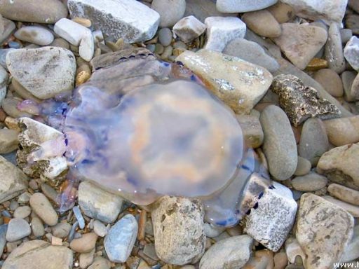 Dzinovske* meduze