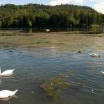 Fotopis po jezerih 14