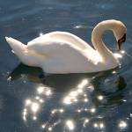 Fotopis po jezerih 12