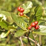 Fotopis Jezersko-Ledine-Ceska koca 3