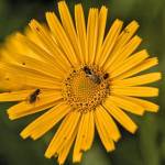 Fotopis Jezersko-Ledine-Ceska koca 7