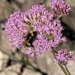 Fotopis Jezersko-Ledine-Ceska koca 8