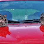 Macki na vroci plocevinasti strehi 2