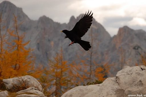 Fotopis - sprehod na Sleme 14