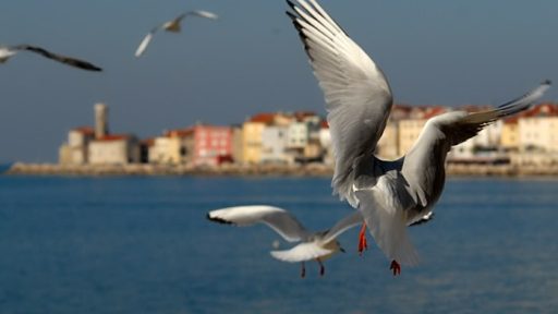 Poletni sprehod iz Lucije do Pirana 5