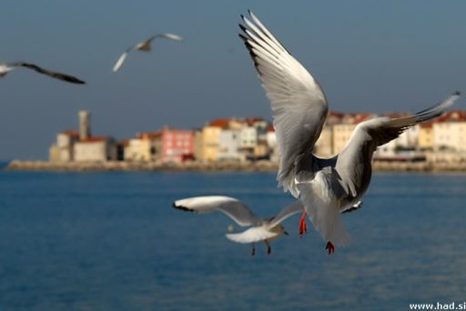 Poletni sprehod iz Lucije do Pirana 5