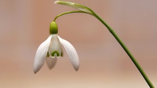 En zvonček še ne prinese pomladi 2