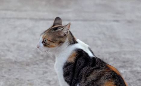 Čakajoč na večerjo 2