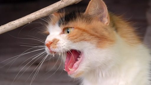 Mačka - Felis Silvestris Catus 2