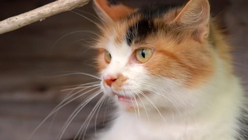 Mačka - Felis Silvestris Catus 3