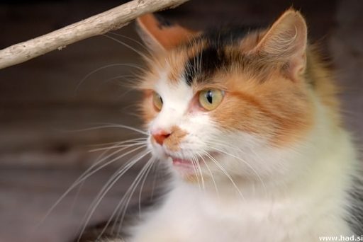 Mačka - Felis Silvestris Catus 3