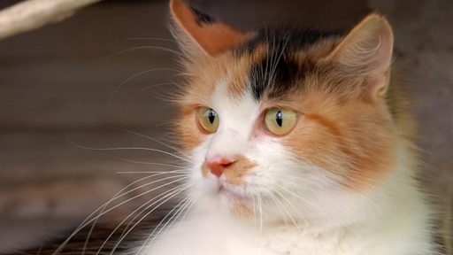 Mačka - Felis Silvestris Catus 4