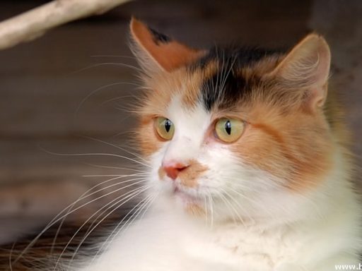 Mačka - Felis Silvestris Catus 4