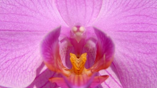 Orhideji Phalaenopsis Viroonchan Hybrid in Phalaenopsis Lucky Stripe x First Lady 4