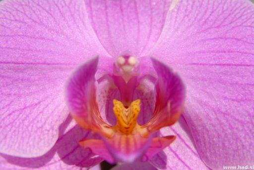 Orhideji Phalaenopsis Viroonchan Hybrid in Phalaenopsis Lucky Stripe x First Lady 4