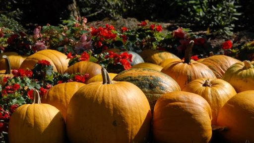 Nasvet za izlet - Mozirski gaj - Razstava buč in jesenskega cvetja  6