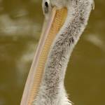 Fotopis Zoo Zagreb 5