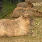 Fotopis Zoo Zagreb 7