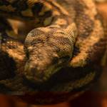 Fotopis Zoo Zagreb 10