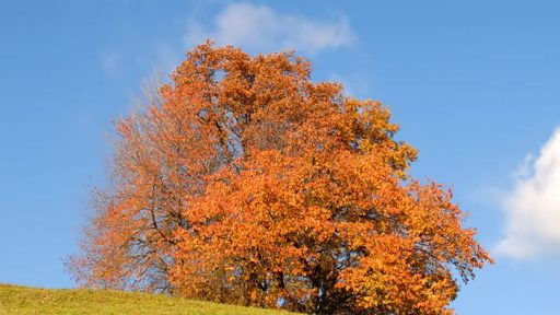 Po obronkih gozdov 4