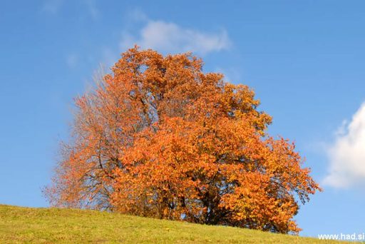 Po obronkih gozdov 4