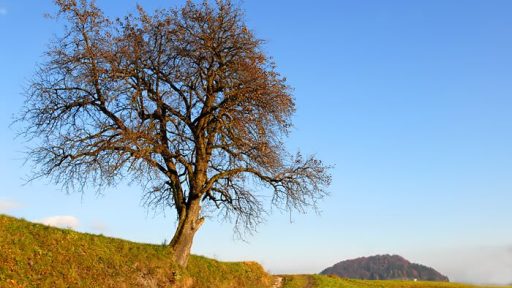 Po obronkih gozdov 5