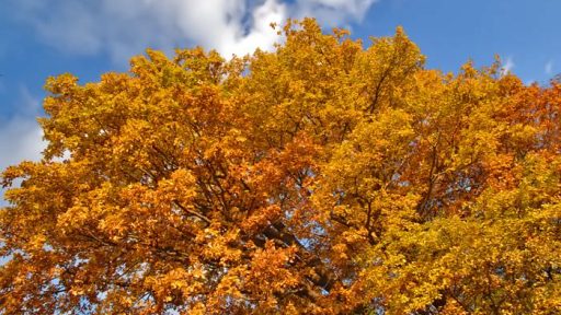 The woods are lovely, dark and deep 5