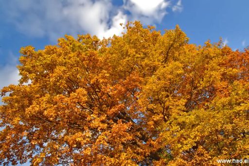 The woods are lovely, dark and deep 5