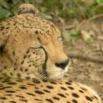 Fotopis Zoo Zagreb 31