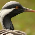 Fotopis Zoo Zagreb 32