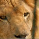 Fotopis Zoo Zagreb 34