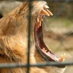 Fotopis Zoo Zagreb 35