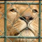 Fotopis Zoo Zagreb 36