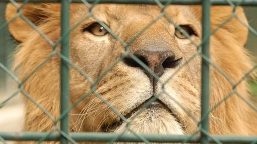 Fotopis Zoo Zagreb 36