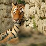 Fotopis Zoo Zagreb 37