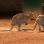 Fotopis Zoo Zagreb 38