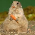 Fotopis Zoo Zagreb 39