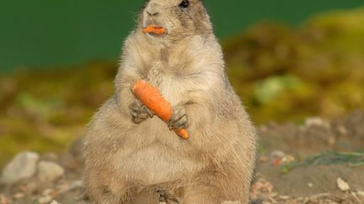 Fotopis Zoo Zagreb 39