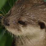 Fotopis Zoo Zagreb 40