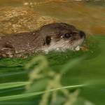 Fotopis Zoo Zagreb 41