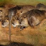 Fotopis Zoo Zagreb 42