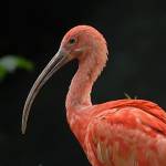 Fotopis Zoo Zagreb 43